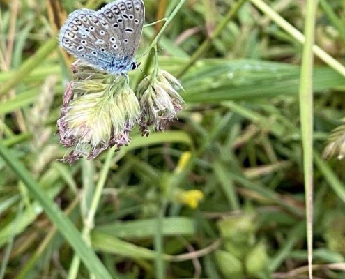 First Common Blue sighting 2024